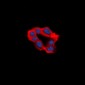 Anti-EDG2 Antibody